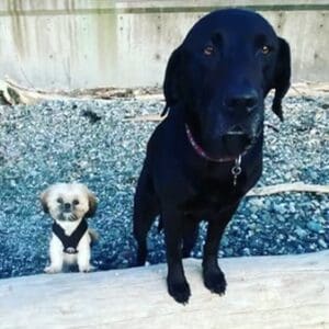 small white and brown dog sitting next to a large black dog